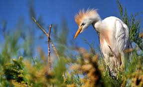 Cattle Egret Kani Borazan International Wetland Mahabad West Azerbaijan Province Iran Persian گاوچرانک تالاب بین Animals Animal Species Iran Travel