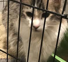 Lovely long haired kittens available on a seasonal basis in wisconsin. Norwegian Forest Cat Cats For Sale Kewaskum Wi 315739