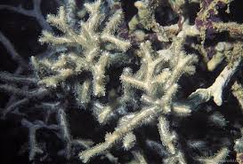 Image result for Corallocarpus triangularis