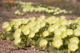 Image result for Grielum