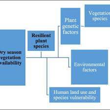 Image result for Cyphostemma spinosopilosum
