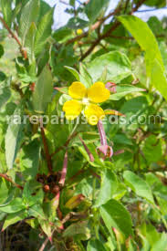 Image result for Ludwigia octovalvis