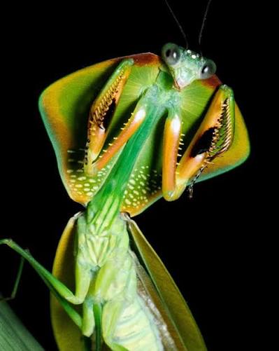 Welcome to the alien world of colorful praying mantises that come alive at  night, hidden deep within the Amazon Rainforest. In their TED Talk,  entomologist @_LeoLanna and designer @LvcasFiat take you on