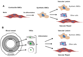They are present iris of eye, in bronchi of lungs, alimentary canal drag the labels onto the diagram to label the steps of smooth muscle activation and deactivation. The Sources Of Synthetic Vascular Smooth Muscle Cells Revisited
