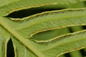Image result for Pteris buchananii