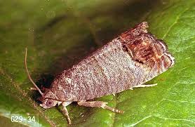 Rows of holes drilled into the bark of your favorite nut tree. Apple Codling Moth Pacific Northwest Pest Management Handbooks