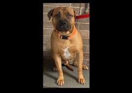 ACAT confirms dangerous pitbull 'Buddha' should be destroyed