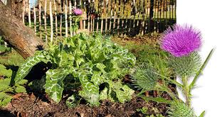 Einheimische disteln im gegensatz zu der blauen kugeldistel, die ein echter hingucker ist, werden disteln, zumindest die wild wachsenden, ungern im eigenen garten gesehen. Disteln Fur Den Garten