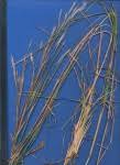 Image result for Andropogon perligulatus