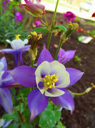 Pin On Flowers Birds Trees Other Nature