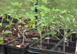 Marijuana wind burn results in clawed cannabis leaves and other signs of cannabis wind damage, such as wind burn leaf spots. How Not To Kill Your Seedlings Russell Nursery