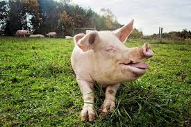 Student Makes Last Ditch Effort To Save Pigs Destined For Slaughter Peta Animals Pig Rescue Pig