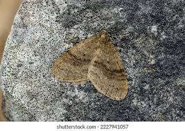 Image result for Operophtera brumata