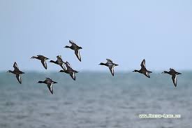 The only circumpolar diving duck, the greater scaup breeds across the tundra regions in north america and europe. Bergente Vogel Green Lens De Naturfotografie