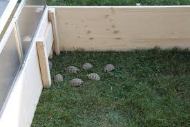 Schildkrotengehege Inkl Gewachshaus Gehege Fur Landschildkrote In Hessen Wetzlar Ebay Kleinanzeig In 2020 Schildkrotengehege Schildkrote Gehege Schildkrotenhaus