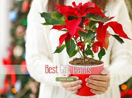 To prune your plants living indoors, remove any suckers near the base of your plant. Shop Garden Indoor Office Plants Online Landscaping Gurgaon Delhi India