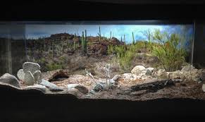 Creative Desert Reptile Habitats Google Search Vivarium Reptile Habitat Reptile Terrarium