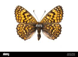 Image result for Melitaea cinxia