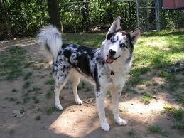 Black And Brown Husky Shepherd Mix Merle Mix Husky Dogs Mixed Breed Puppies Sheep Dog Puppy