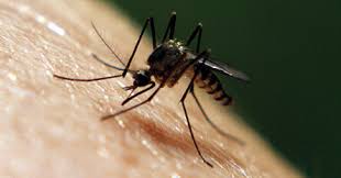 Banish them with mosquito defense, backed by our mosquito free guarantee. Pest Control In Baltimore 5 Star Rated Maryland Pest Control Near Me