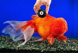 Goldfish Record Holding Oranda Goldfish Oranda Goldfish Tropical Fish
