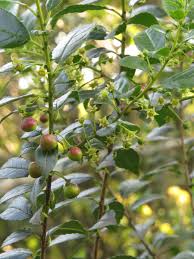 Image result for Rhamnus prinoides
