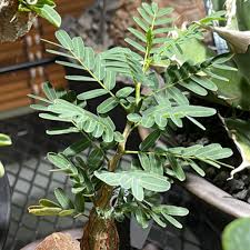 Image result for Entada stuhlmannii