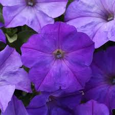 Easy Wave Lavender Sky Blue Trailing Petunia Flowers Wave Petunias Easy Waves Petunias