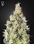 Skunk Weed