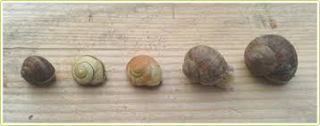 Comment Faire Degorger Des Escargots