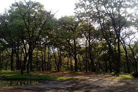 Bosque De La Primavera Guadalajara Mexico Todo Lo Que Debes Saber Tips Para Tu Viaje