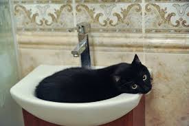 why do cats like to sleep in sinks