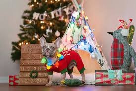 Santa Paws Is Returning To The Tri County Humane Society