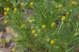 If you make it right, weed tea tastes just like any other tea, however since it's made with cannabis, it will give you the energy you need to get through rough mornings and take you to sleep after exhausting. Forage It Pineapple Weed Tea Grow It Cook It Can It