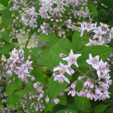 Image result for Deutzia x hybrida ′Mont Rose