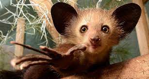 Ancient Reach Aye Ayes A Type Of Lemur Found On Madagascar Gouge Holes In Trees And Extract Grubs With Narrow Elongated Middle F Lemur Aye Aye Animals Wild