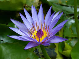 Low maintenance and easy growing. Top 7 Most Beautiful Aquatic Flowers In The World The Mysterious World