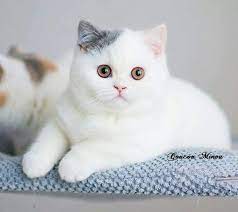 https www facebook com dougmarkproductions bkh katzen katzen katzen rassen