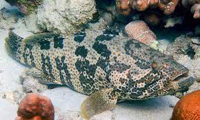 Jika ditelusuri lebih jauh ada banyak sekali jenis ikan ikan kerapu ternyata merupakan salah satu jenis ikan yang kaya akan kandungan gizi yang tinggi. Jenis Jenis Kerapu Di Malaysia Kerapu Hybrid Jom Kenali Jenis Jenis Kerapu Di Malaysia Facebook Jevt Online