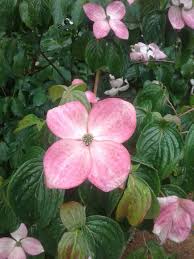 'pendula' will grow wider than tall and create a spectacular small specimen. Cornus Kousa Heart Throb Red Vivai Guagno