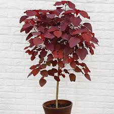 Image result for Euphorbia cotinifolia