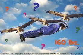 We did not find results for: Can A Bird Take You For A Ride Bedtime Math