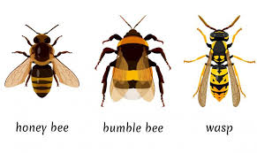 Most species of bee will also defend their nests or hives. Wasps Bees And Hornets What S The Difference The Old Farmer S Almanac