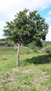 Image result for Manilkara zapota