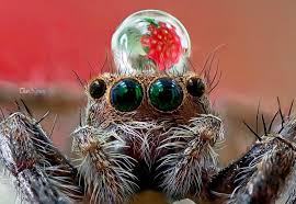 Kết quả hình ảnh cho hình ảnh nhện