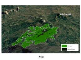 Image result for Eriochrysis pallida