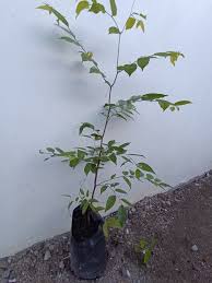 Image result for Dasylepis eggelingii