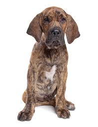 A fila faz parte da rotina dos brasileiros, e não é de hoje. El Fila Brasilero Presa Brasileno Todo Sobre Esta Raza De Perros
