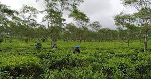 Hotels in der nähe von kebun teh wonosari, lawang: Kebun Teh Wonosari Lawang Wisata Agro Perkebunan Teh Pertama Di Malang Aura Biru