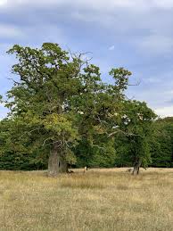 Became gradually protected and designated as. Stejarii Seculari De La Breite Expro360